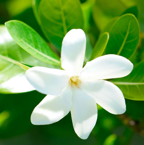Geurconcentraat Evasion Fleur de Tiaré en Vanille Zonnelijn CABINE